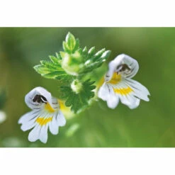 Weleda Oogdruppels Ogentroost Ampullen -Zelfzorg Artikelen 761903 4