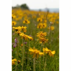 Weleda Badmelk Arnica Sport 9 Weleda Badmelk Arnica Sport -Zelfzorg Artikelen 980206 4