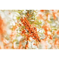 Weleda Elixer Bio Duindoorn 6 Weleda Elixer Bio Duindoorn -Zelfzorg Artikelen 995763 2